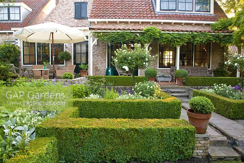Suburban terrace garden with clipped Buxus hedging 