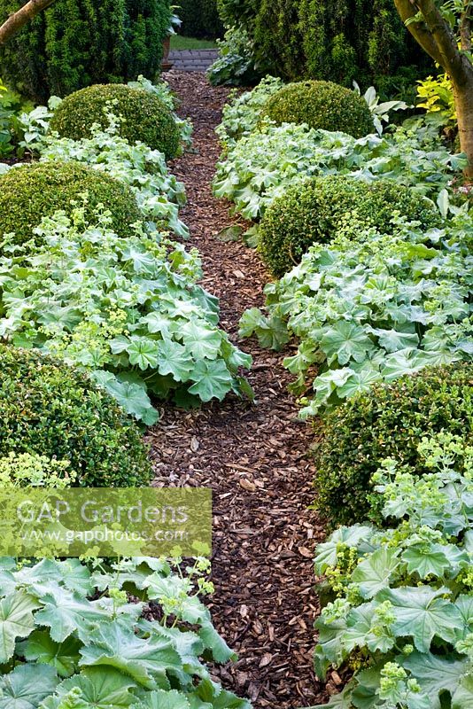 Bark path with clipped Buxus and Alchemilla mollis