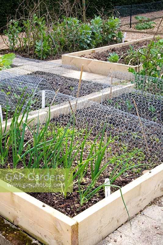 Wire cages protecting seedlings in kitchen garden