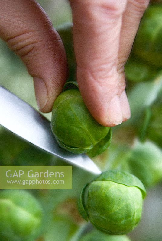 Cutting Brussels sprouts away from stalk with knife             