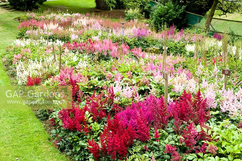 National Collection of Astilbes at Holehird garden, Windermere