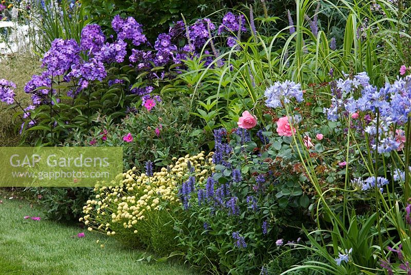 Herbaceous border with Phlox, Agapanthus, Rosa, Cistus and Veronica in 'Celebrating Cheshire's Year of Gardens' designed by Chris Beardshaw, Tatton Flower Show 2008