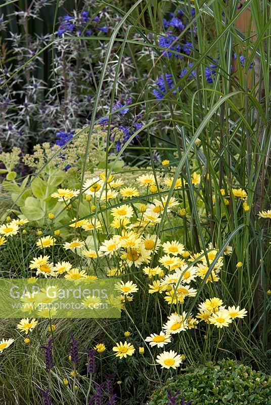 Anthemis, Miscanthus, Lavandula, Sedum and Eryngium in the 'Suspended Thoughts' garden, Exhibitor - Green Vision Garden Design and Construction, sponsored by Howarth Timber, Sale Branch, Stone Products, Bentwood Moss Nurseries, Tatton Flower Show 2008