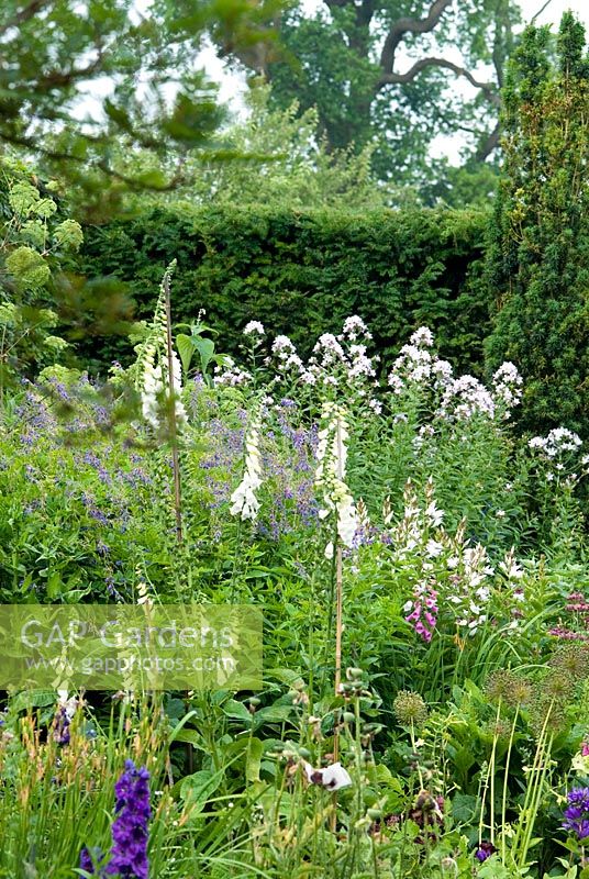 Digitalis, Delphiniums and Allium seed heads, white Phlox and Nicotiana in the herbaceous border with a Taxus hedge behind - Ousden House