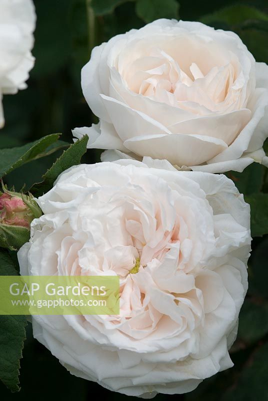 Rosa 'Mme Hardy', Damask rose, fully double, fragrant white flowers with a green button eye - Ousden House