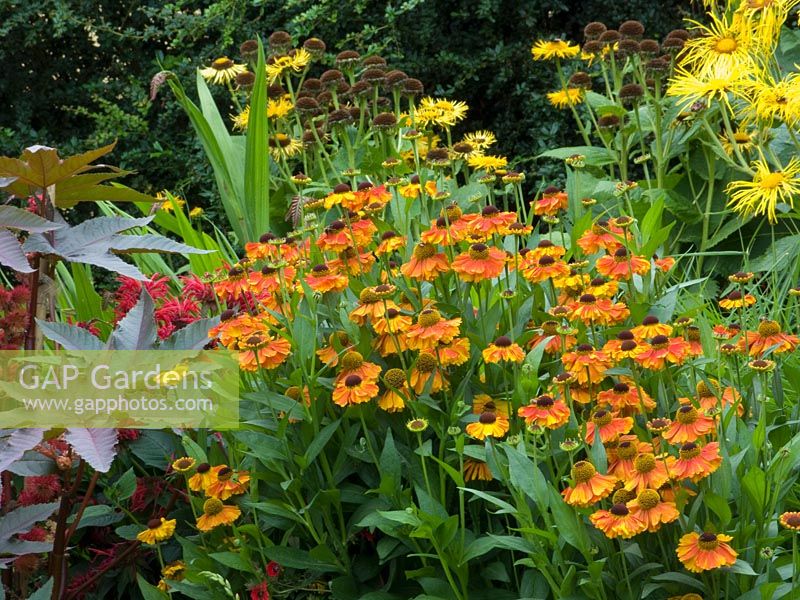 Colour themed border with Ricinus communis 'Carmencita', and Helenium at Lilac Cottage, Staffordshire NGS