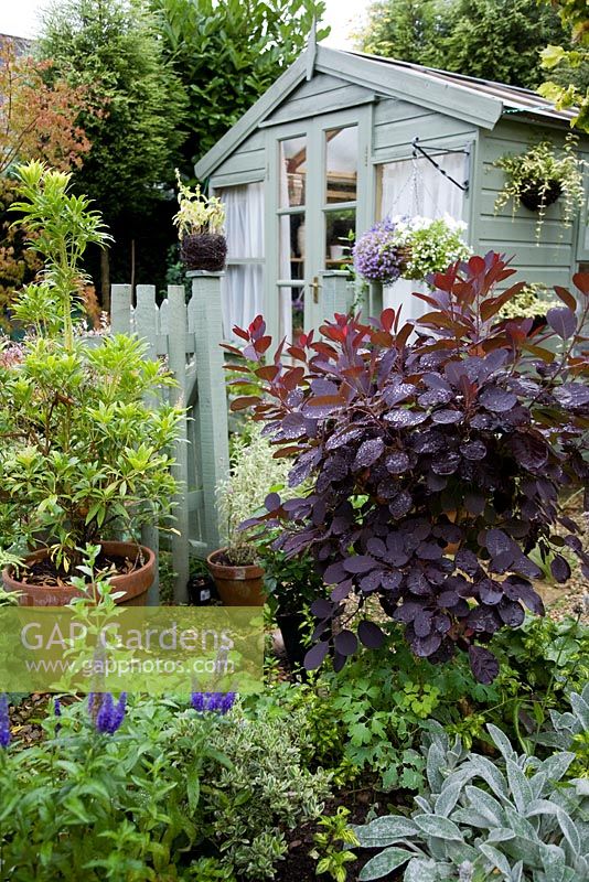 Pale green summerhouse, gate and fence in garden with mixed variety of shrubs including Cotinus 'Royal Purple' with dark red-purple foliage