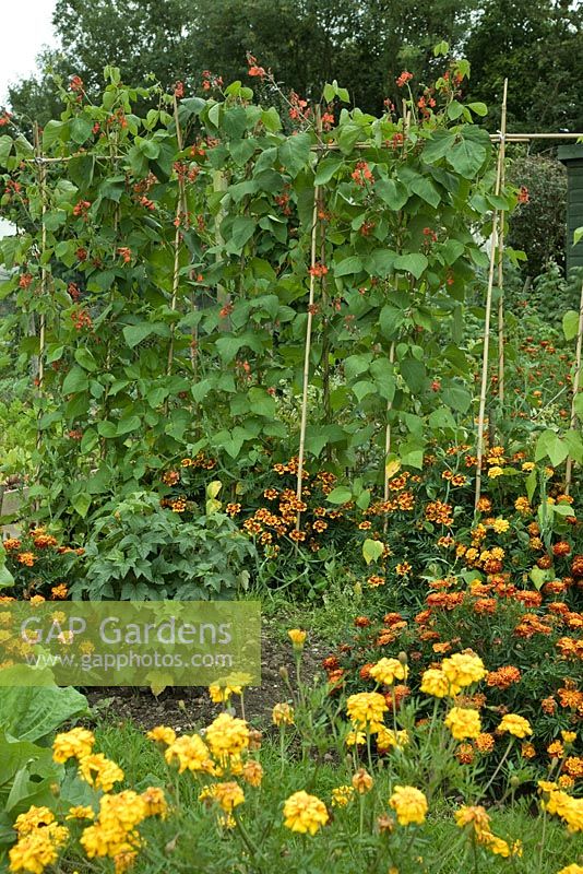 Allotments in Great Haywood, Staffordshire with runner beans and marigolds