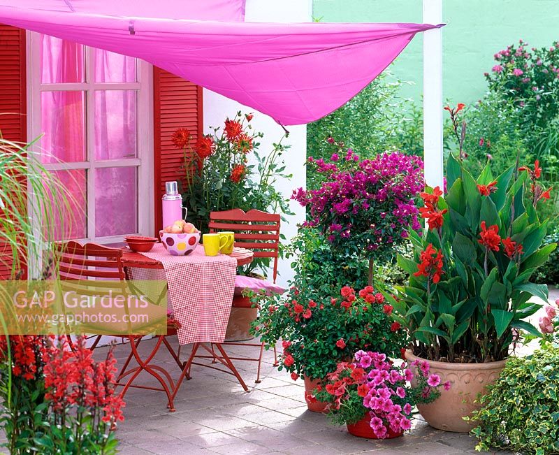 Red table and chairs on patio with pink canopy and containers of Canna, Bougainvillea, Rosa, Petunia and Lobelia 'Fan Scarlet'