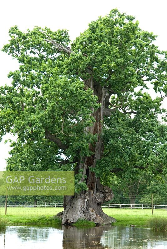 Quercus - Old oak tree in grounds of Helmingham Hall, Suffolk with damage from lighting strike but continuing to flourish.