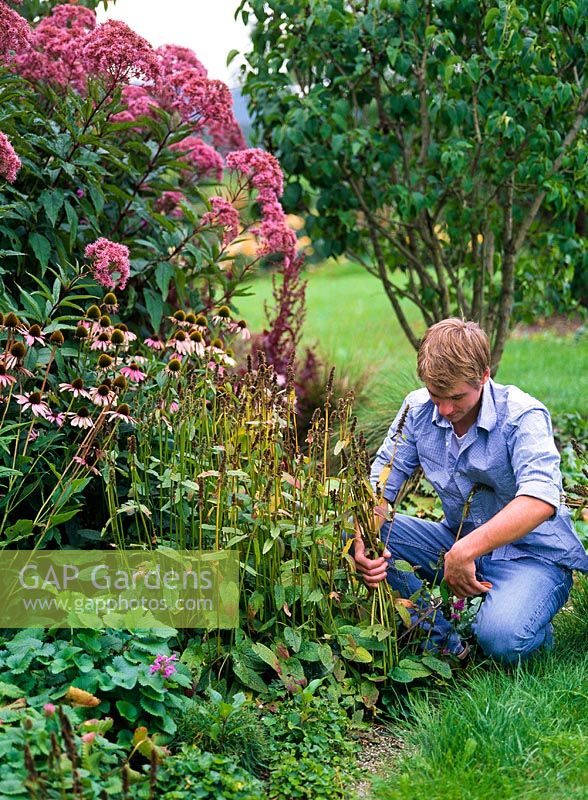 Man cutting back Stachys in mixed bed with Eupatorium and Echinacea