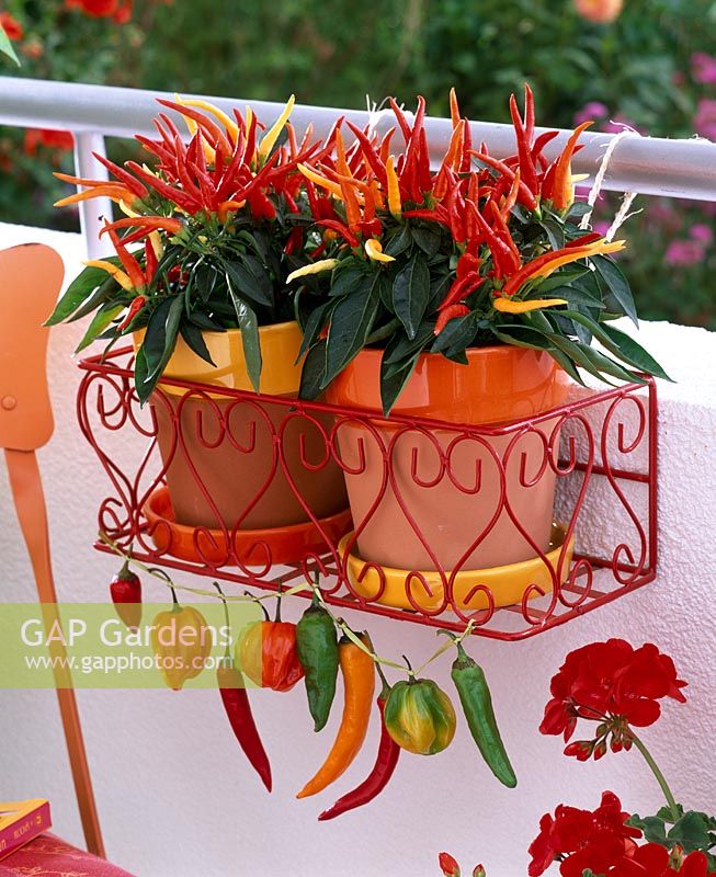 Mexican themed balcony with containers of Capsicum 'Medusa' in red wire rack, Decorated with Paprika, Peperoni and Chillies
