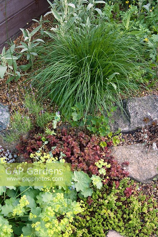 Drought tolerant planting of ornamental grasses, Sedum 'Dragons Blood' and  Alchemilla mollis, mulched with gravel and stones