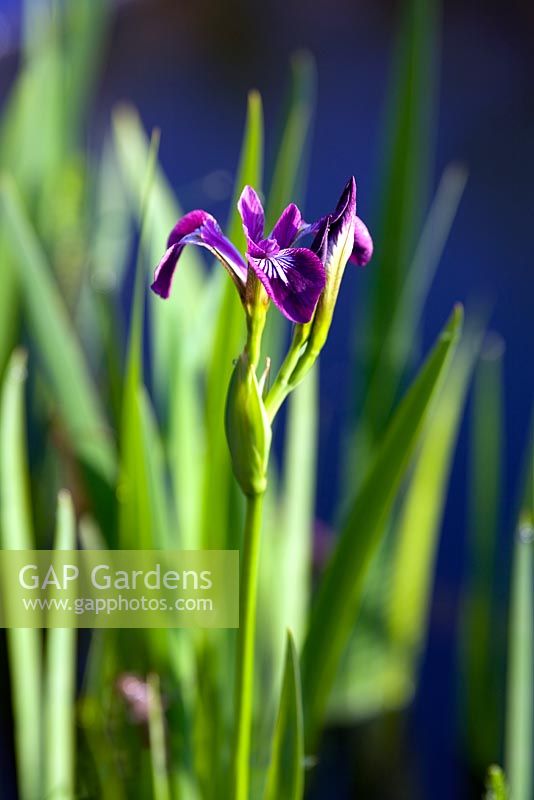 Iris versicolour - Blue flag Iris 