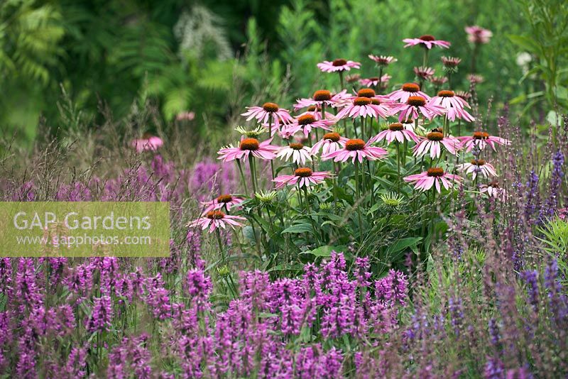 Echinacea 'Magnus' with Stachys officianalis 'Hummelo' and Molinia