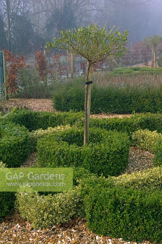 Buxus hedging surrounding trained standard - Rolls Farm Helions, Bumpstead, Essex