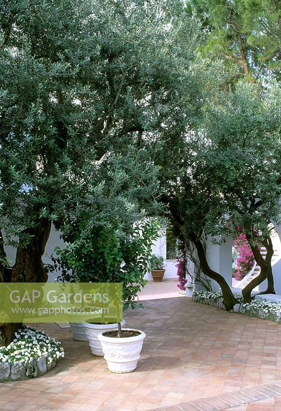Olea europaeus - Olive tree overhanging mediterranean patio with row of lemon trees in white containers - Antonella Daroda, Capri