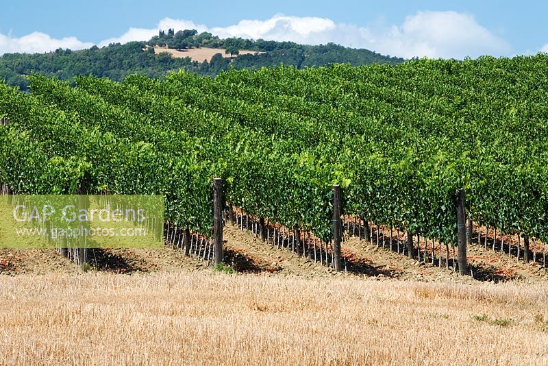 Grape vines growing on a hillltop near Lucca, Tuscany, Italy