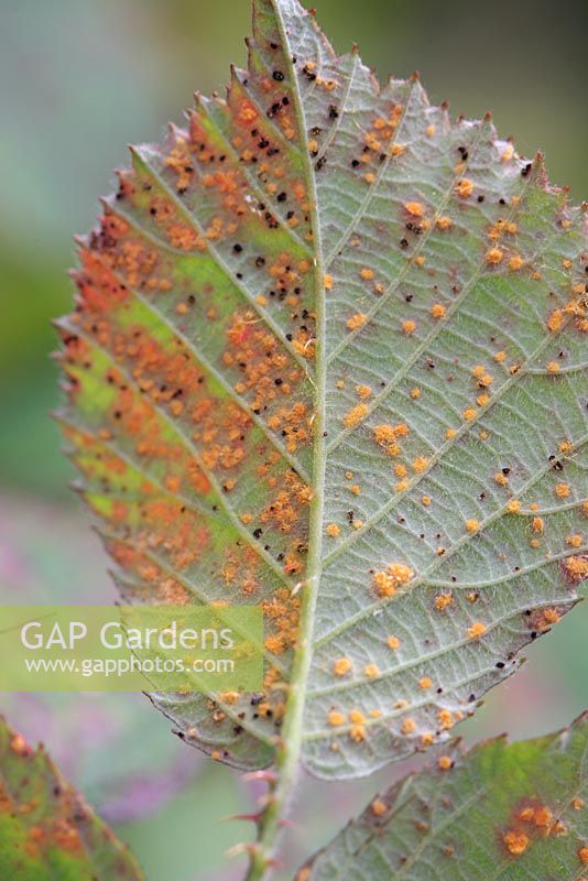 Phragmidium violaceum - Blackberry common rust, showing orange pustules on underside of leaf