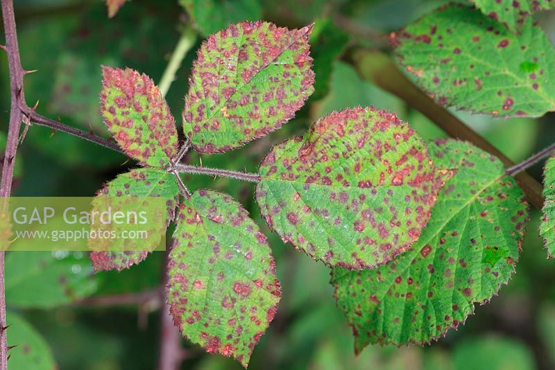 Phragmidium violaceum - Blackberry common rust, showing spots on upper leaf surface
