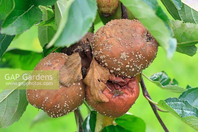 Sclerotina fructigena - Brown rot on apples