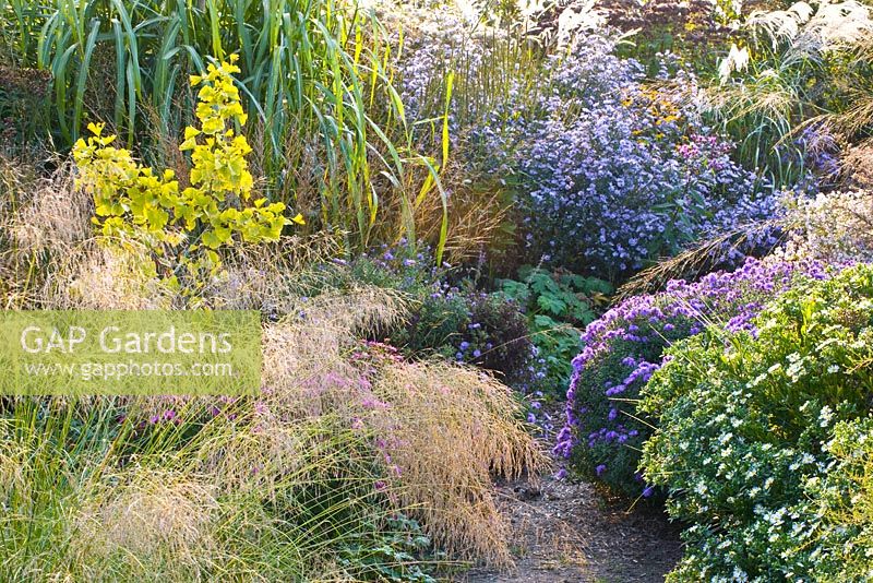 Mixed bed of Aster, ornamental grasses and Eragrostis 