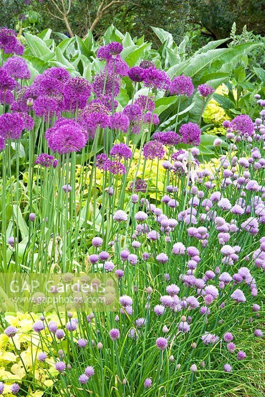 Allium 'Purple Sensation' and Allium schoenoprasum 