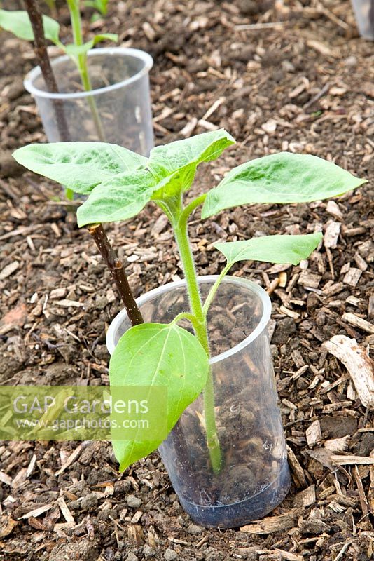 Seedling protected with recycled plastic pot