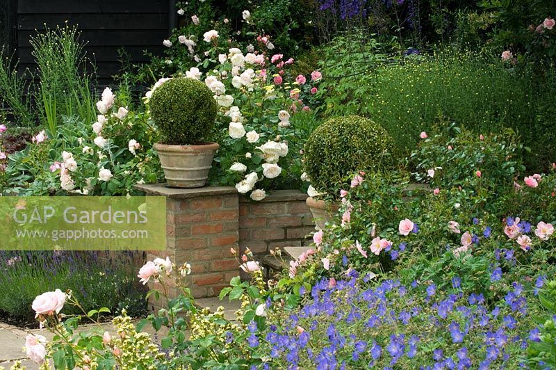 Clipped Buxus spheres in terracotta pots defining a pathway, backed by Rosa - Rolls Farm, Helions Bumpstead, Essex