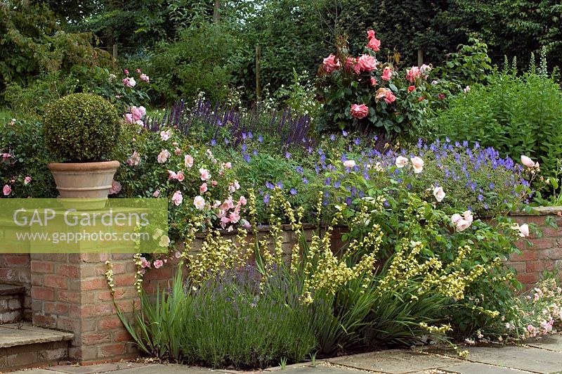 Mixed summer border with Rosa, clipped Buxus sphere in terracotta pot and other perennials - Rolls Farm, Helions Bumpstead, Essex