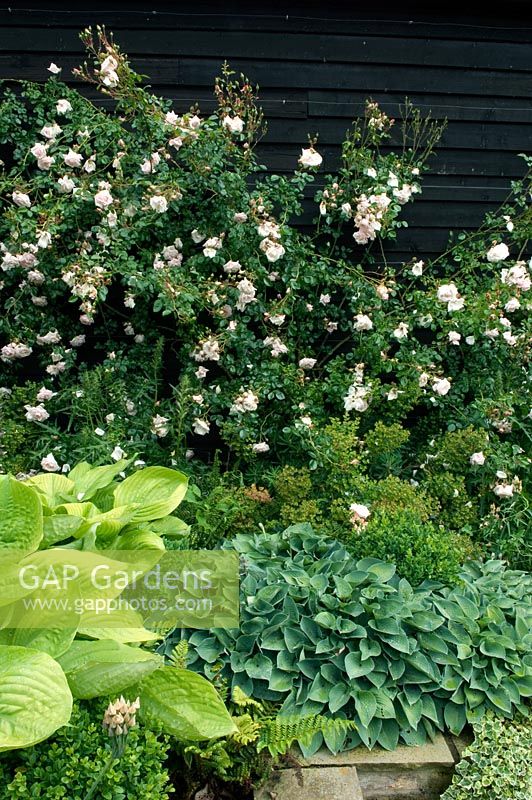 Mixed bed with Rosa and Hostas - Rolls Farm, Helions Bumpstead, Essex