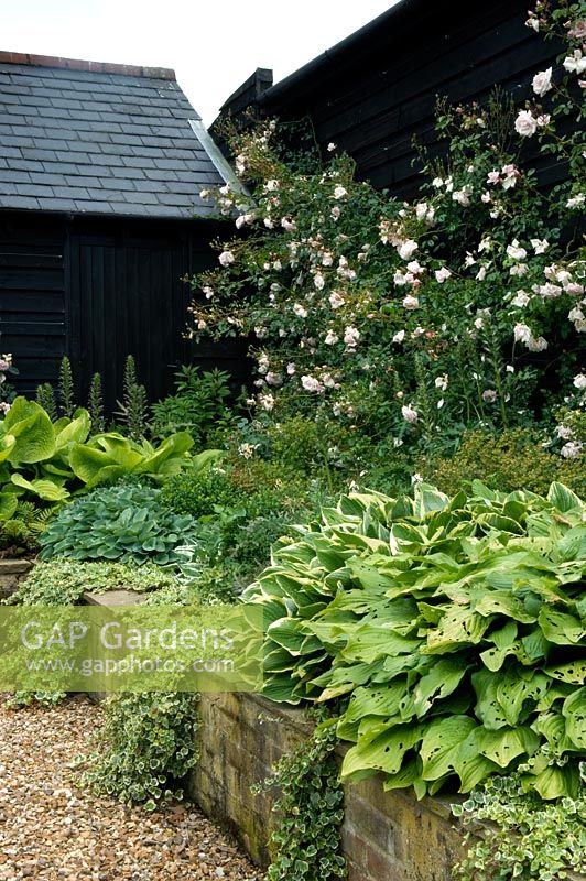 Raised brick beds with Hostas, Hedera and backed by Rosa - Rolls Farm, Helions Bumpstead, Essex