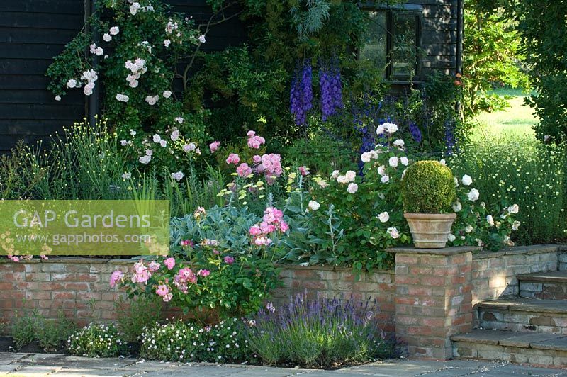 Mixed summer border with Rosa, clipped Buxus sphere in terracotta pot and other perennials - Rolls Farm, Helions Bumpstead, Essex