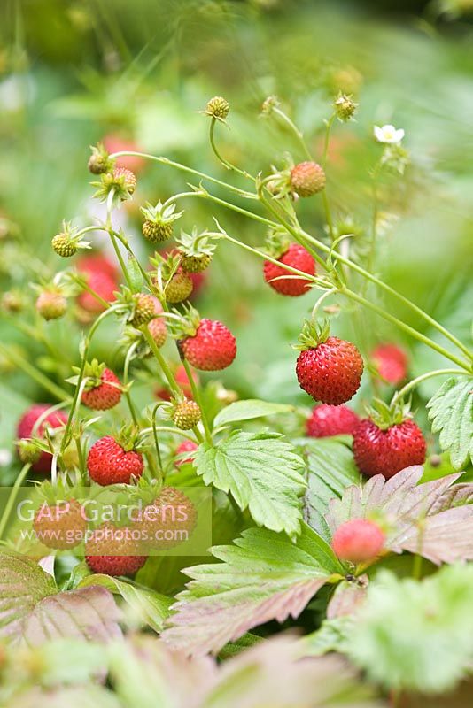Fragaria vesca - Wild strawberries