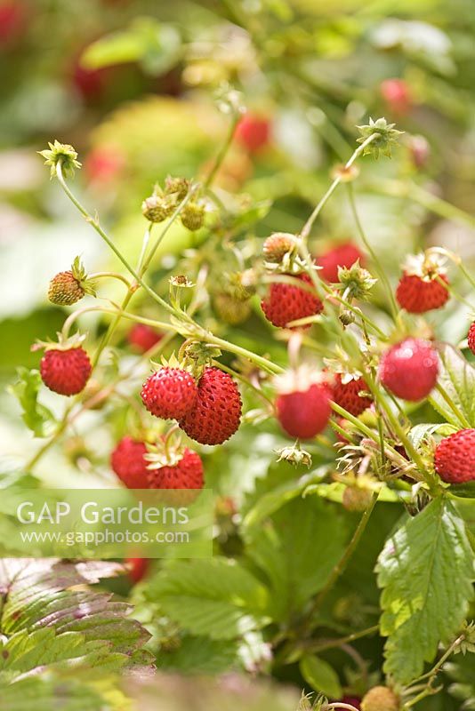 Fragaria vesca - Wild strawberries 