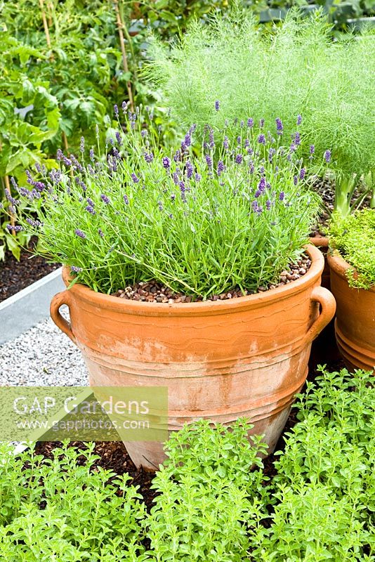Lavandula in terracotta pot surrounded with other herbs - Origanum in foreground