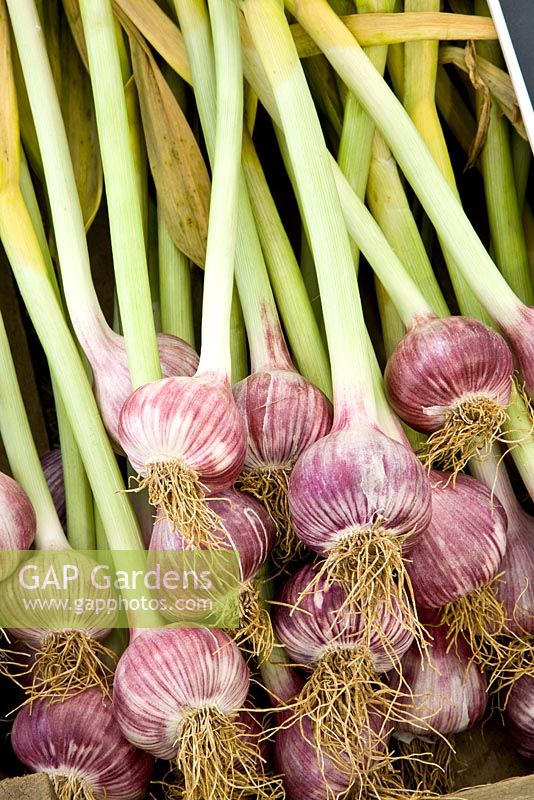 Allium sativum ophioscorodon 'Chesnok Wight' - Hardneck garlic variety