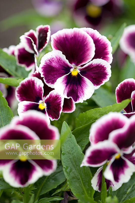 Viola x wittrockiana f1 'Springtime Cassis'