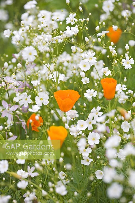 Eschscholzia californica - California poppy and Gypsophila 'Covent Garden' in meadow