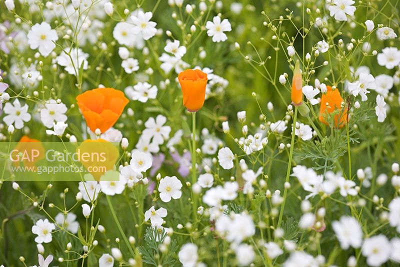 Eschscholzia californica - California poppy and Gypsophila 'Covent Garden' in meadow
