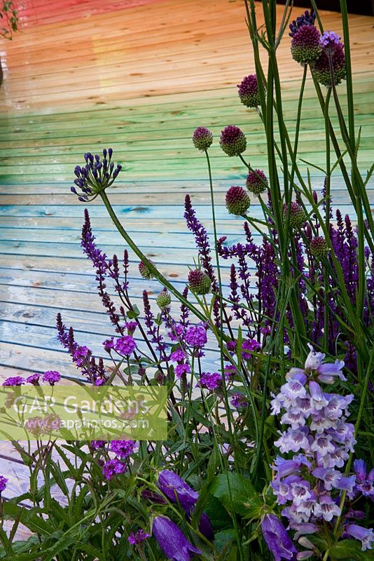 Cold colour border with Allium sphaerocephalon, Campanula, Veronica, Agapanthus and colour stained decking - Benecol's Prism Corner Garden - supporting Rainbow Trust - RHS Hampton Court Flower Show 2008