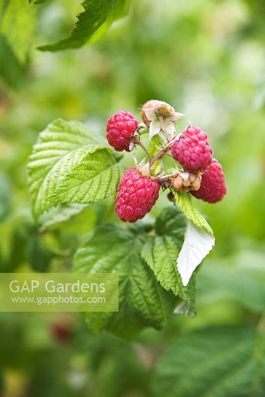 Rubus idaeus - Raspberries