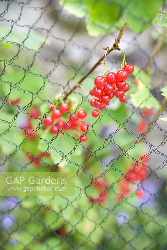 Redcurrants covered with netting 
