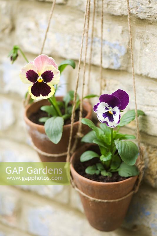 Pansies in hanging terracotta pots with home made twine hangers, against old brick wall