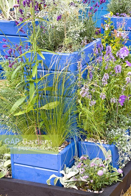 Mixed grasses and plants in blue wooden containers