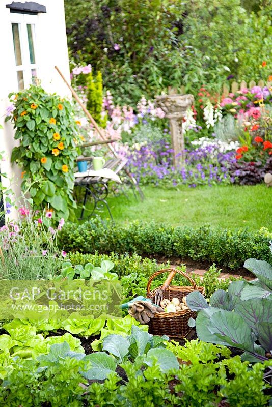 Small vegetable garden with Brassicas and lettuces 