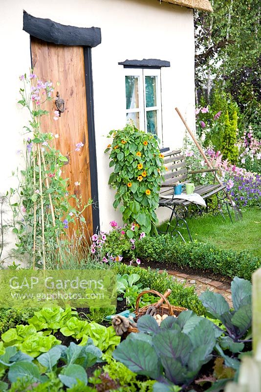 Small vegetable garden with Brassicas and lettuces, Thunbergia alata near door