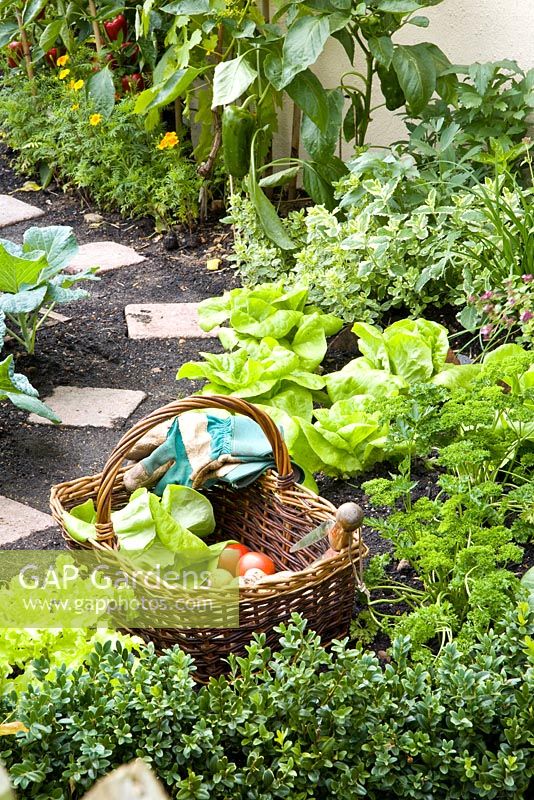 Basket of harvested lettuce and tomatoes in small vegetable garden