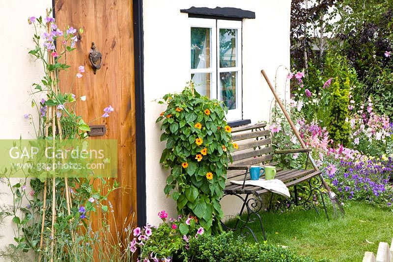 Small cottage garden with seating area, Lathyrus and Thunbergia alata growing either side of door