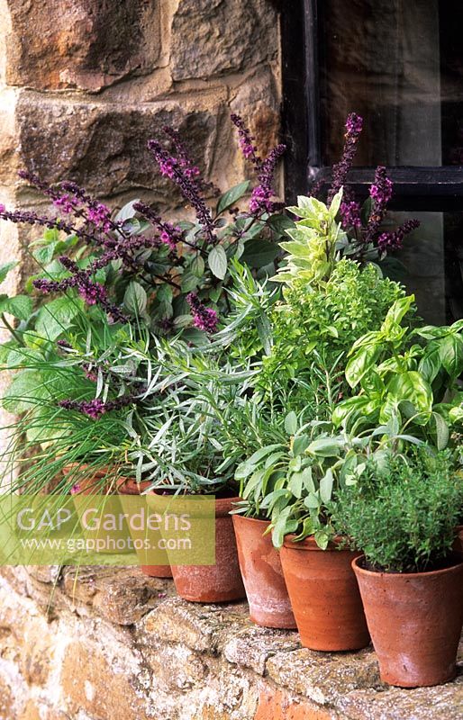 Pots of mixed herbs and basils on windowsill